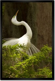 Poszterek keretben 40x60 Kalapos madár Tájkép Kilátás