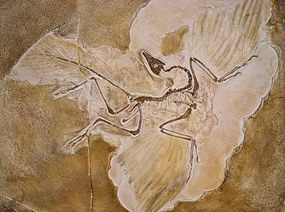 Illusztráció Archaeopteryx Lithographica Fossil, Naturfoto Honal