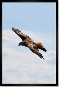 Poszterek keretben 40x60 Veszélyes ragadozó repülése