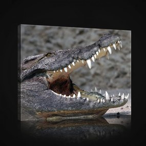 Krokodil, vászonkép, 60x40 cm méretben