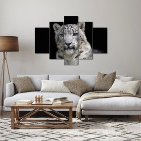 Kép - Snow Leopard (150x105 cm)