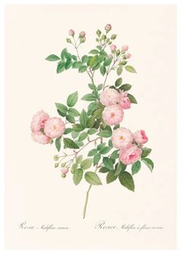 Rózsák művészi nyomat, print A4/A5