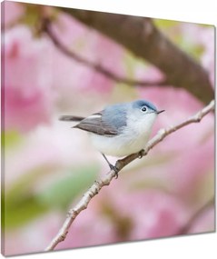 Vászonkép 50x50 Madarak