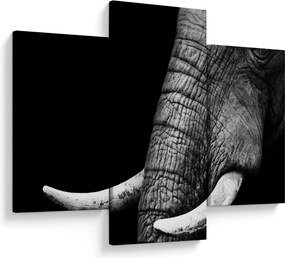 Kép - Elefánt agyar (90x60 cm)