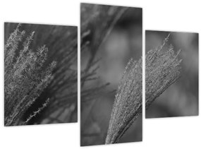 Kép - Szárított pampafű (90x60 cm)