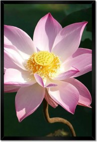 Poszterek keretben 40x60 Lótusz lótuszvirág