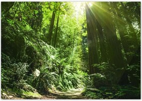 Poszterek 100x70 VarĂĄzslatos erdĆ TĂĄjkĂ©p