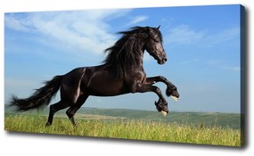 Vászonkép Fekete ló a réten oc-26473191