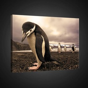 Vászonkép, Pingvinek, 80x60 cm méretben