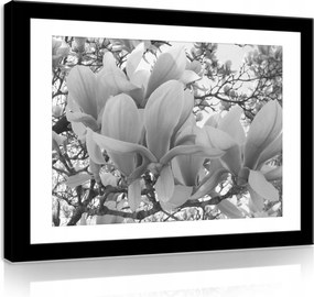 Vászonkép 70x50 Magnólia virágok növényvilág természet elegancia nyugalom tavasz
