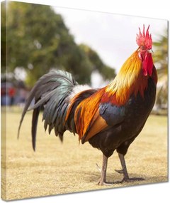 Vászonkép 30x30 Kakas