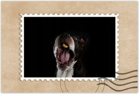 Poszterek 90x60 Amstaff Evés Kutya