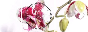 Orchidea virág képe (órával) (90x30 cm)