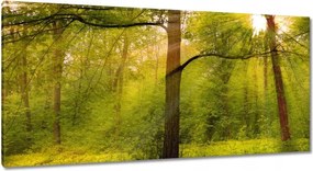 Vászonkép 115x55 Varázslatos erdő Tájkép