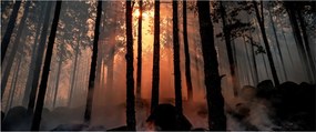 Sötét erdő képe (120x50 cm)