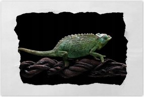 Poszterek 120x80 Hosszú zöld kaméleon