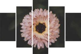 Narancsságra virág képe (150x105 cm)