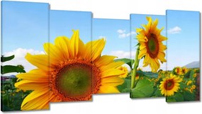 Vászonkép 150x80 Napraforgók Égbolt