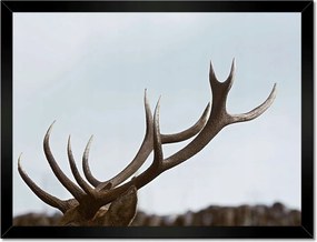 Poszter keretben 40x30 Szarvas felszarvazott