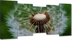 Vászonkép 150x80 Pitypang Virág Virágok