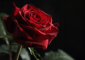 Poszter 84,1x59,4cm Rózsa félårnyékban