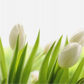 Dekoratív Fotótapéta Furnér Flizelin Fehér tulipánok 250x250 Ragasztó