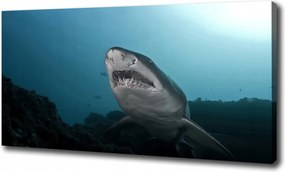 Canvas falikép Nagy cápa 120x60 cm