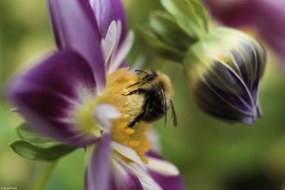 Poszter 30x20cm Méh a virágon, Assaf Frank