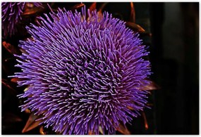 Poszterek 200x135 Virág Lila Csipkebogyó