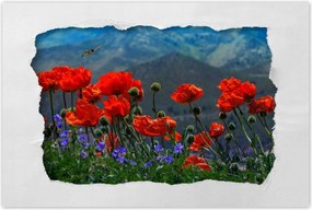 Poszterek 90x60 Piros pipacs Virágok