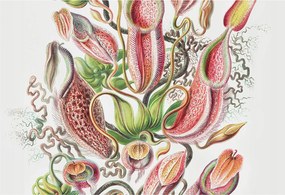 Fotótapéta Flizelin Dekoratív tapéta Növényi részletek 152x104 Ragasztó