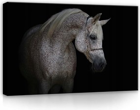 Vászonkép 60x40 Arab ló állat kecsesség erő portré sötét háttér kontraszt