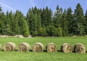 Poszter 29,7x21cm Szénakazalok a fűben, Assaf Frank