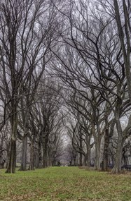 Poszter 56,6x86,4cm Fasorok a Central Parkban, Assaf Frank