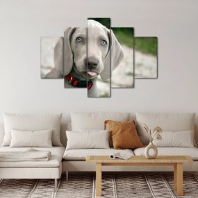 Kép - weimaraner kölyökkutya (150x105 cm)