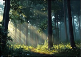 Fotótapéta erdő nap sugarak fények fák természet pihenés a nappaliba