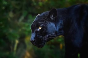 Fotográfia Black Jaguar (Panthera onca) - Melanistic Feline, diegograndi