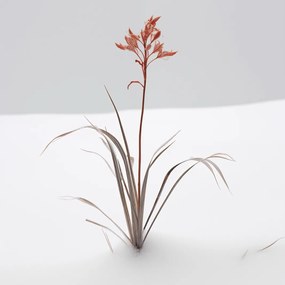 Poszter 50x50cm A természet finomsága