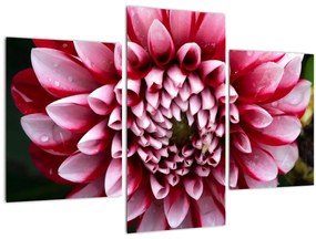 Rózsaszín dália képe (90x60 cm)