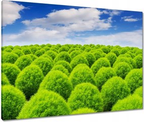 Vászonkép 80x60 Zöld tekintet Völgy