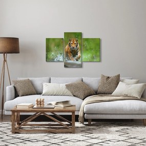 Kép - Futó tigris (90x60 cm)