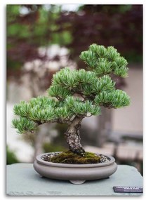 Gario Vászonkép Bonsai fa köveken Méret: 40 x 60 cm