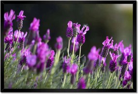 Poszter keretben 60x40 Levendula virágok