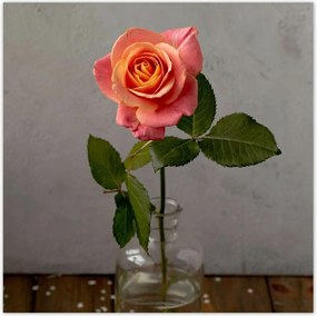 Poszterek 30x30 Rózsa Virág Virágok Rózsa