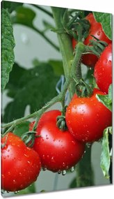 Festmények 80x120 Konyhai képek Forradalmak