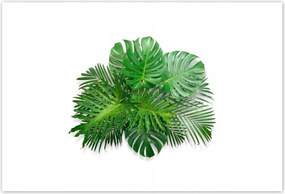 Poszterek 155x105 Monstera Lyukas levelek