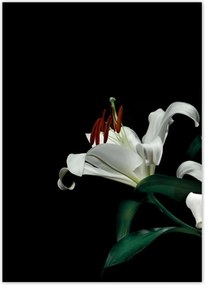 Poszterek 50x70 Gyönyörű fehér liliom