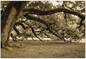 Poszterek 155x105 Erőteljes tölgy