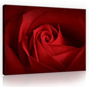Vászonkép, Vörös rózsal 80x60 cm méretben
