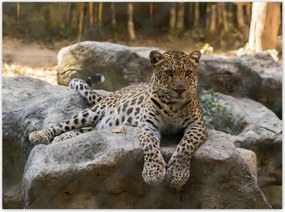 Poszterek 135x100 Leopárd